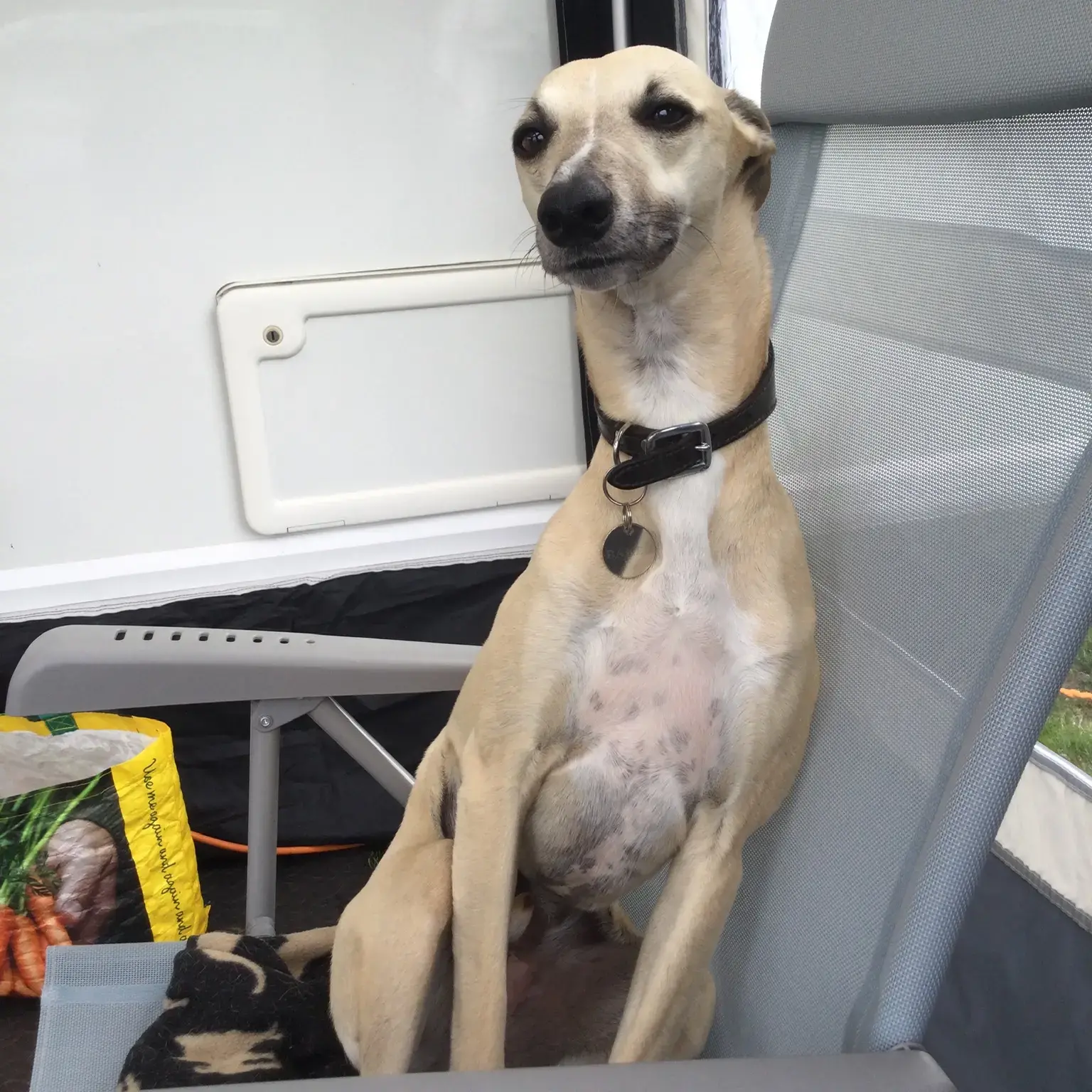 Whippet