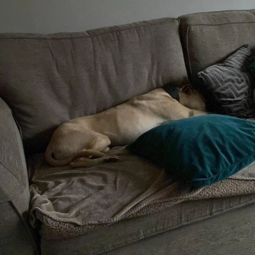Whippet