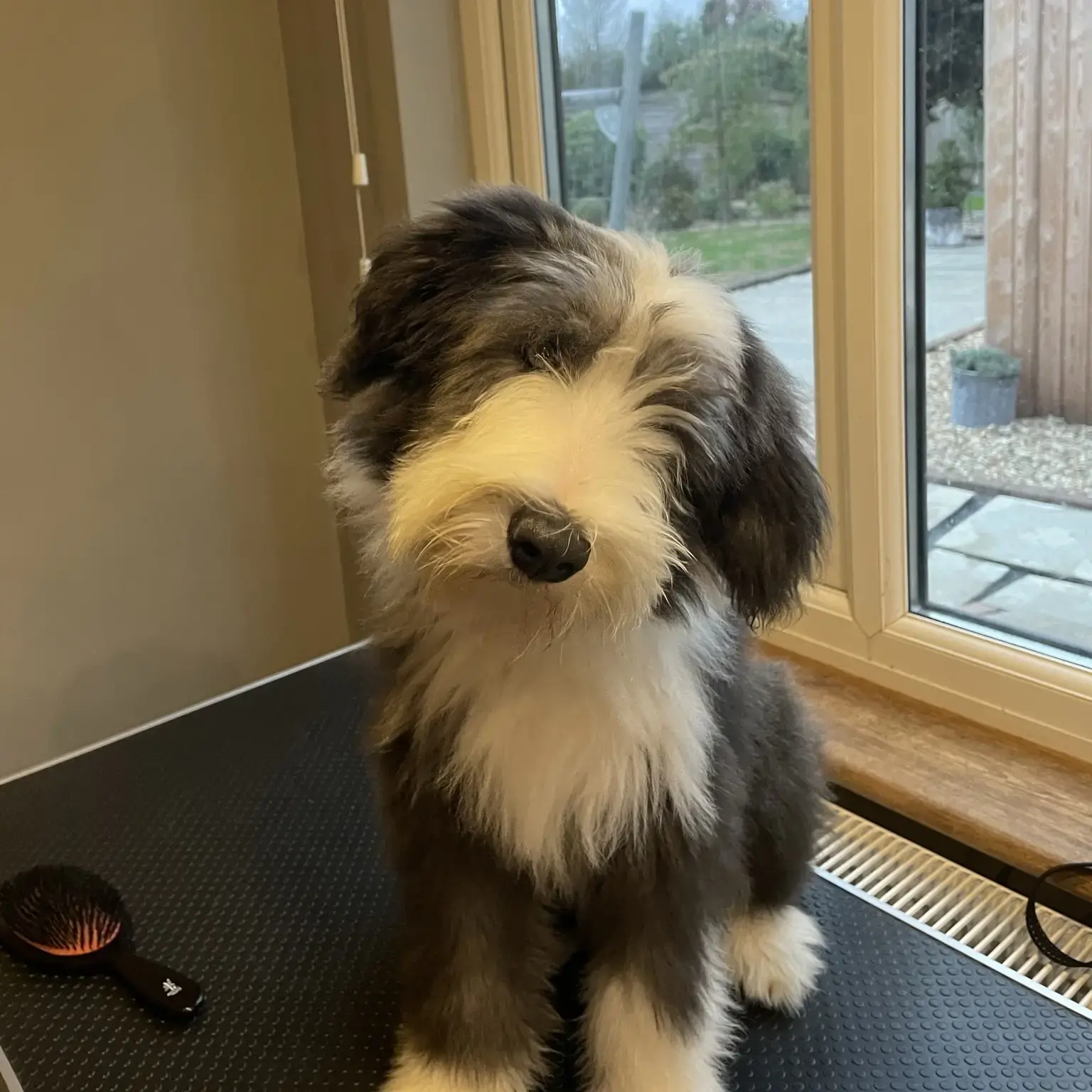 Bearded Collie