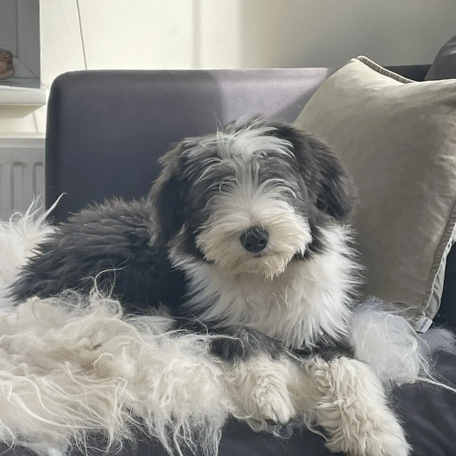Bearded Collie