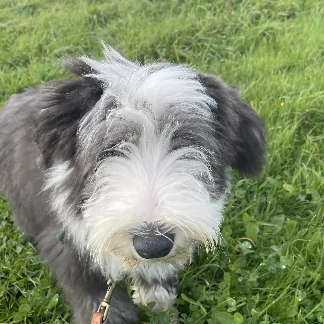 Bearded Collie