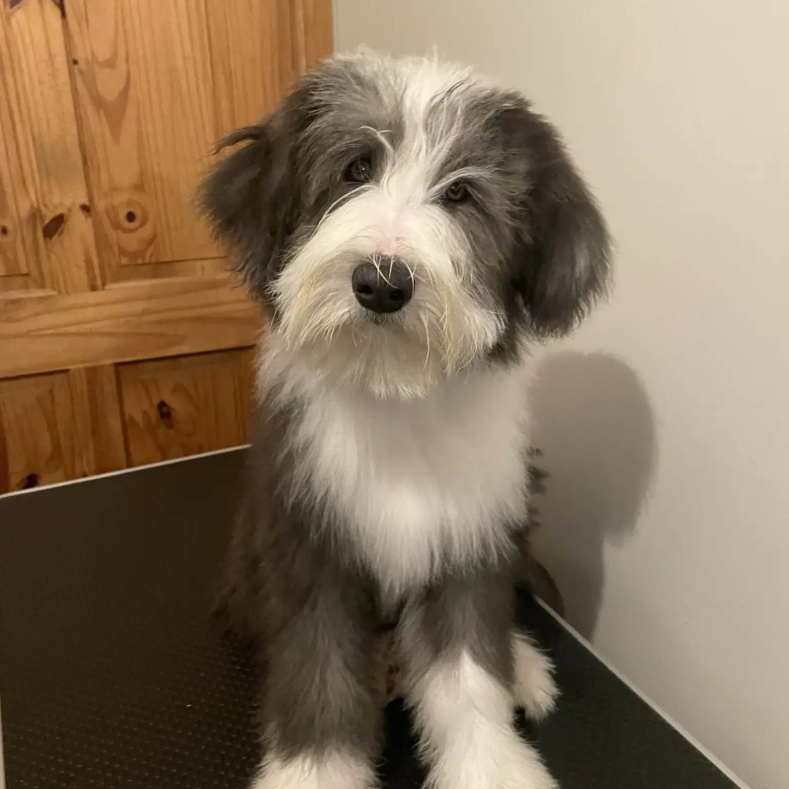 Bearded Collie