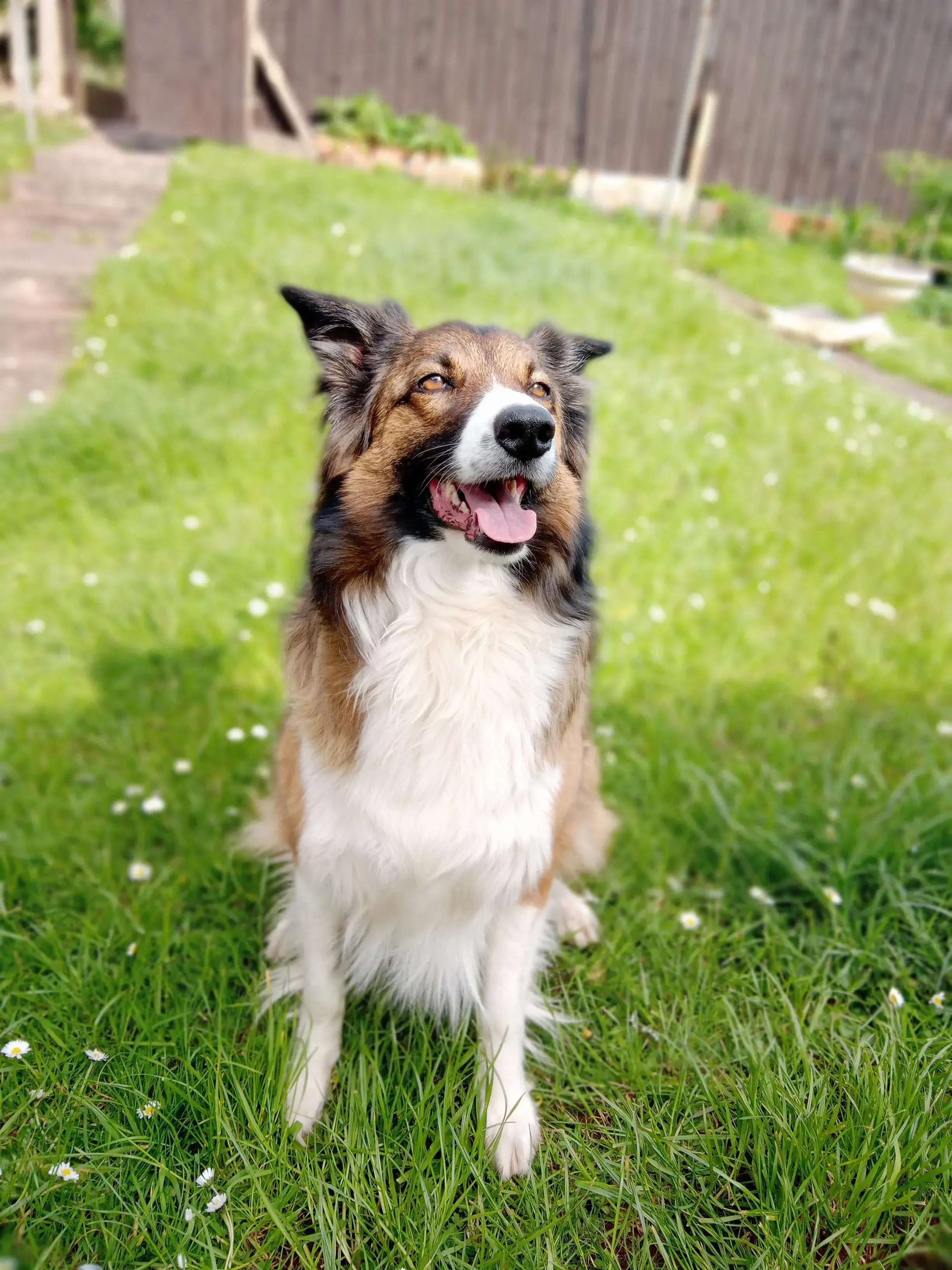 Border Collie