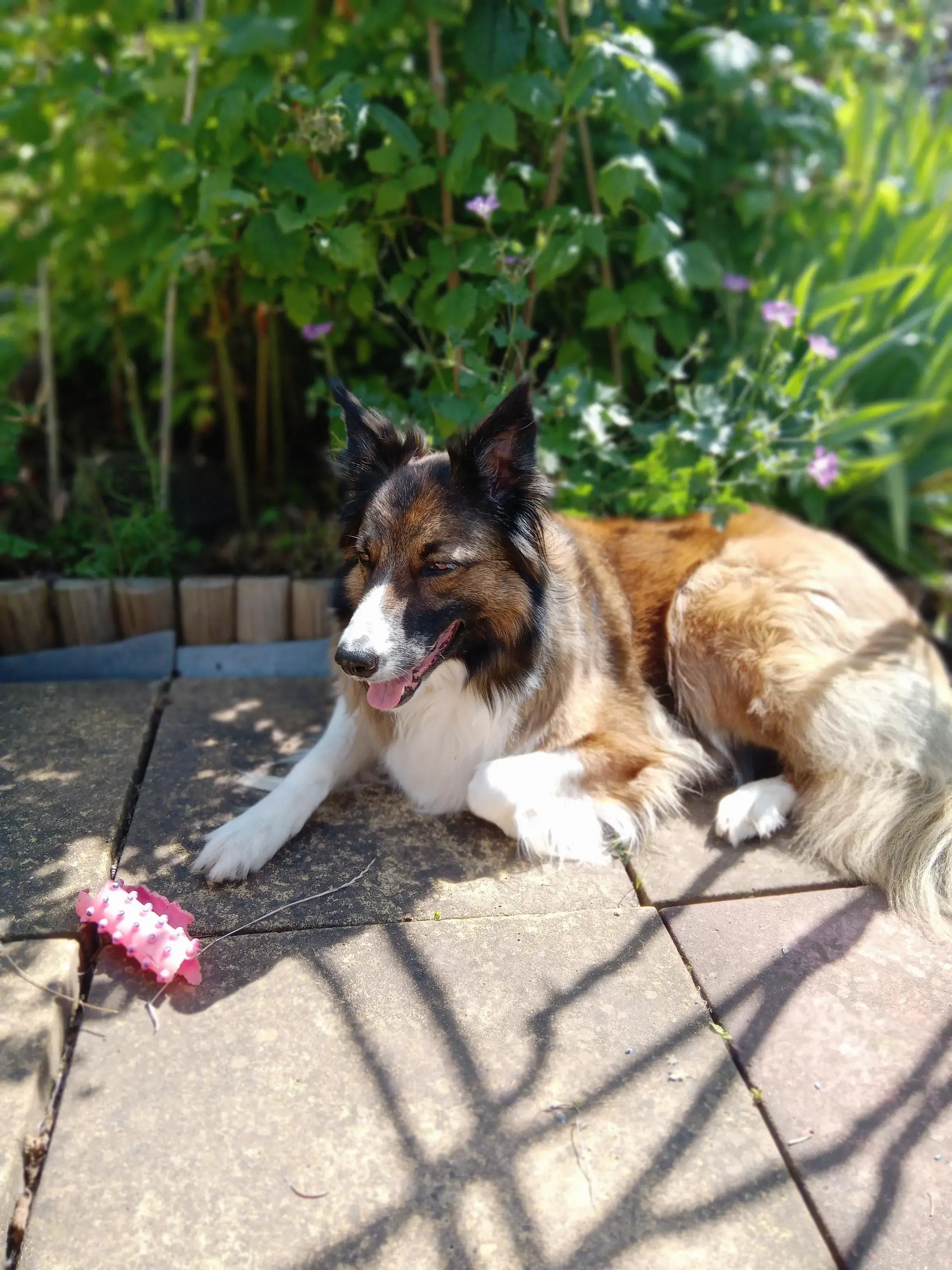 Border Collie