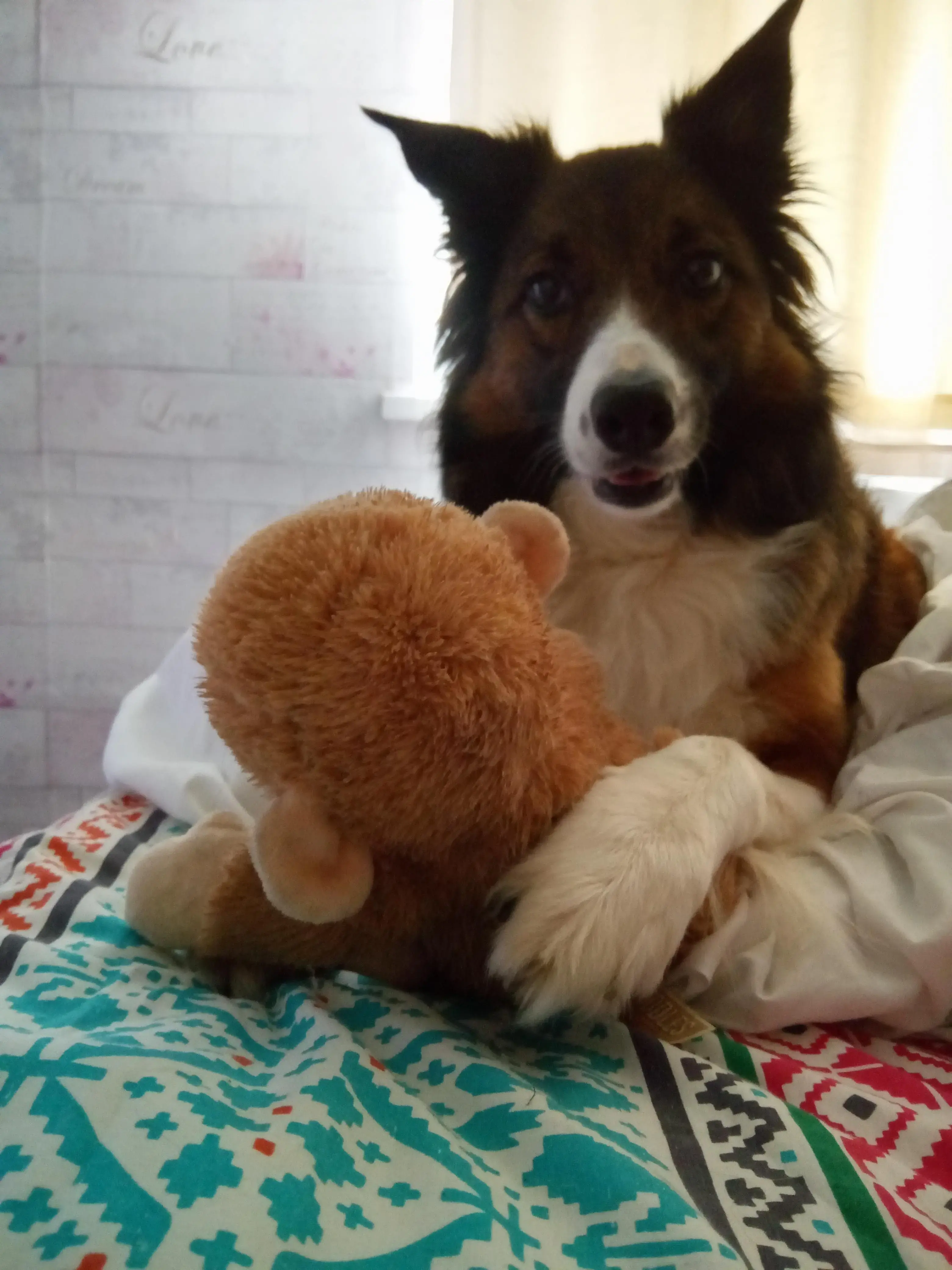 Border Collie
