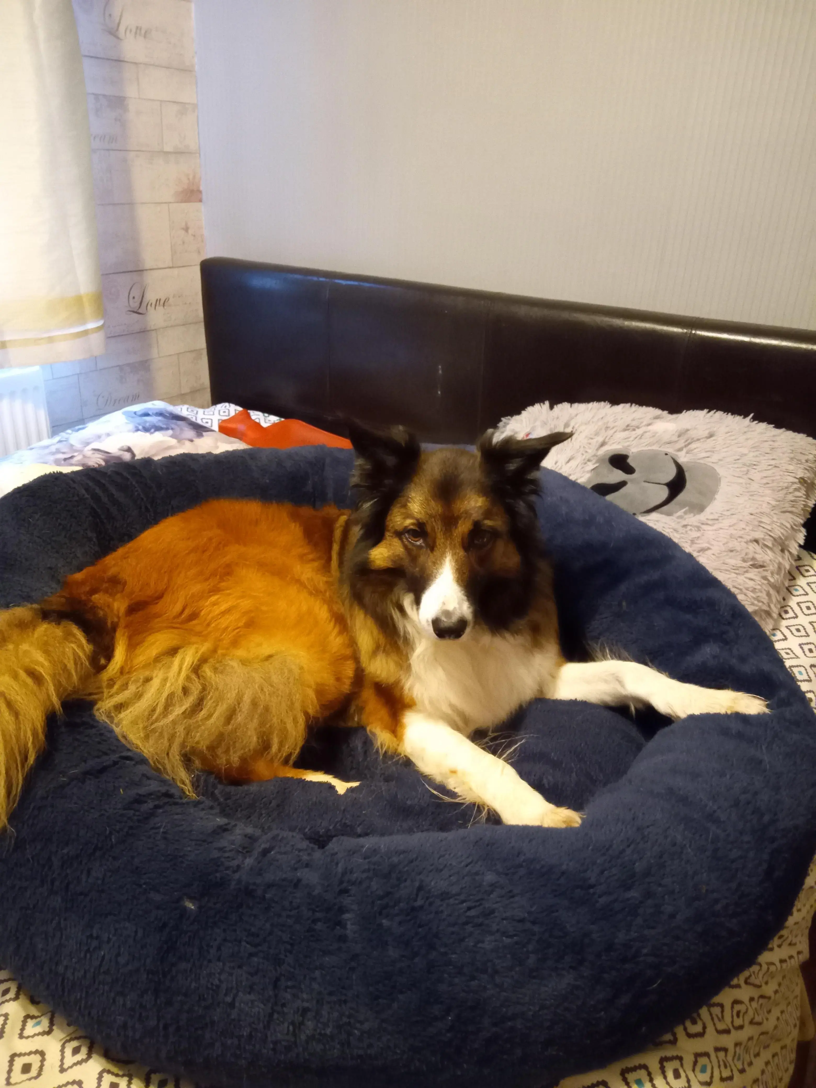 Border Collie