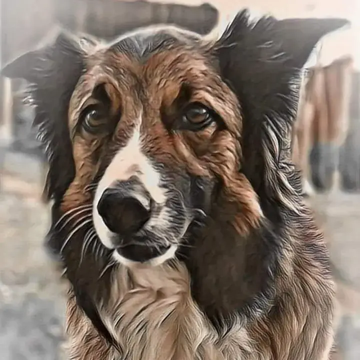 Border Collie