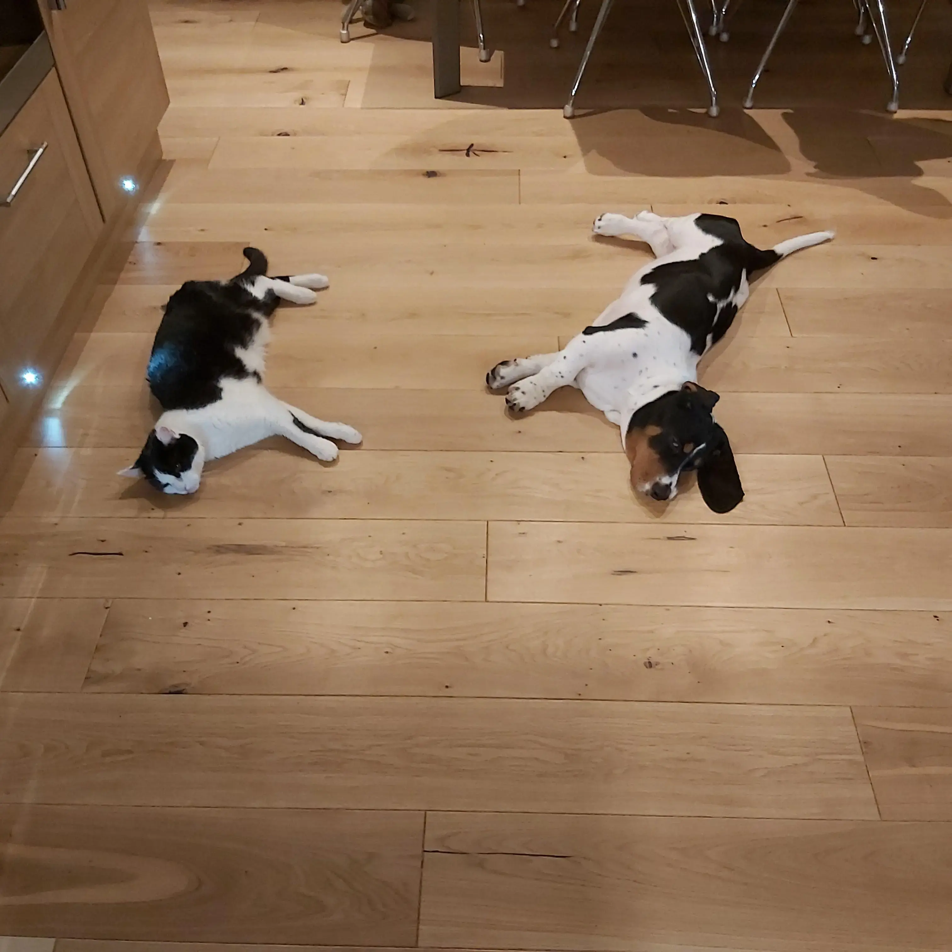 Basset Hound