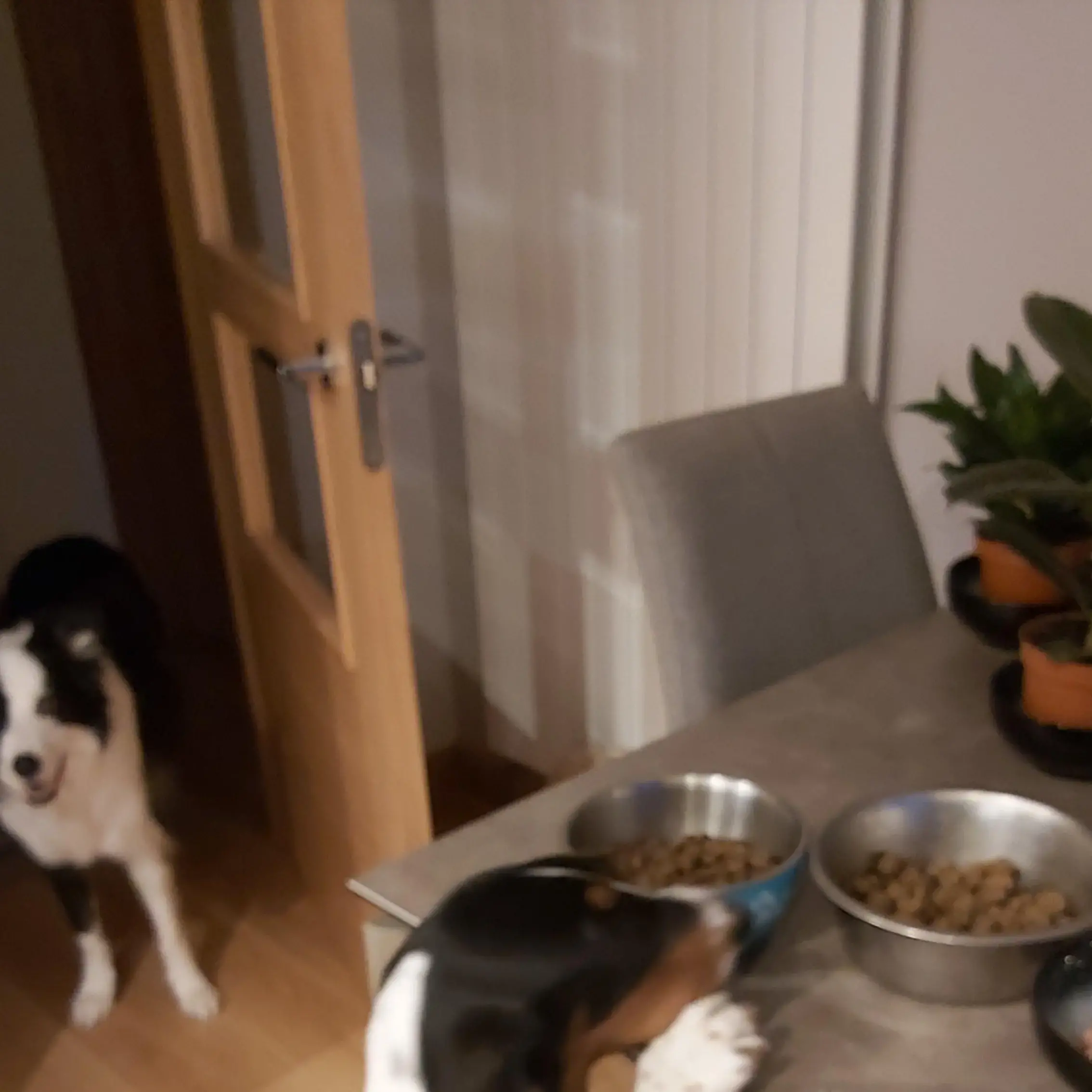 Basset Hound