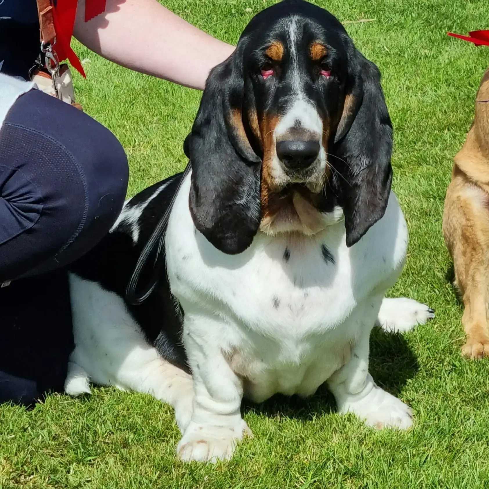 Basset Hound