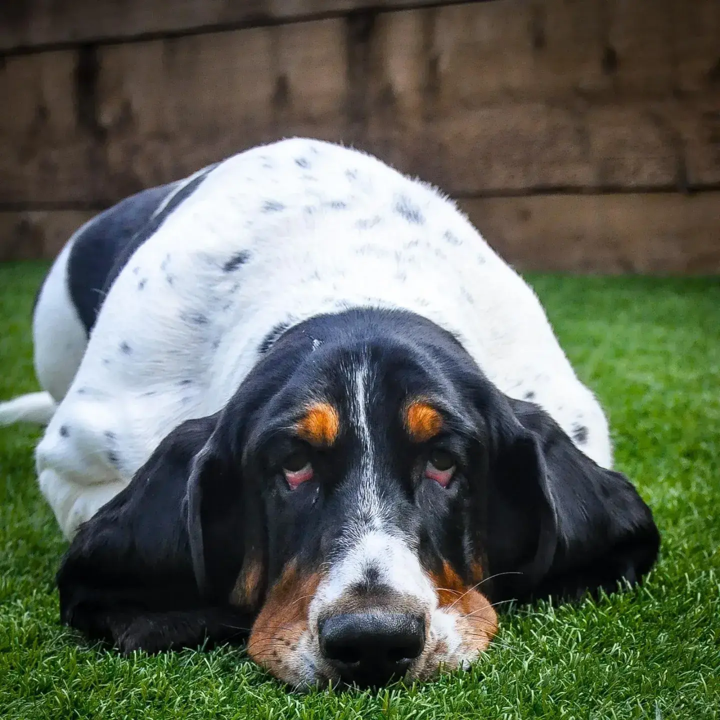 Basset Hound
