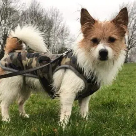 Chihuahua (Long Coat)