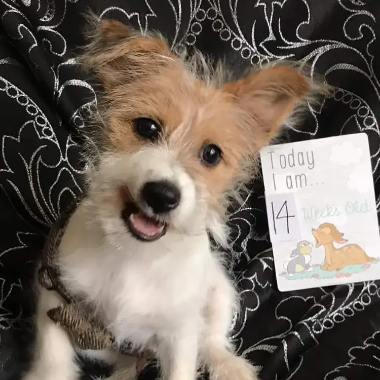 Chihuahua (Long Coat)