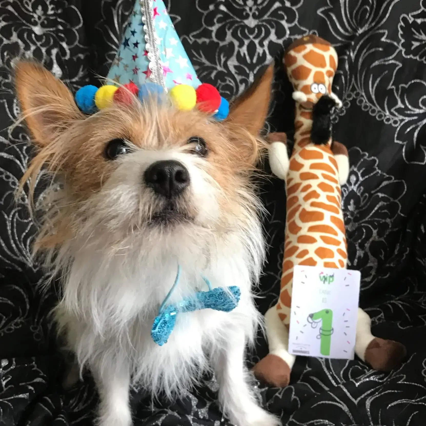 Chihuahua (Long Coat)