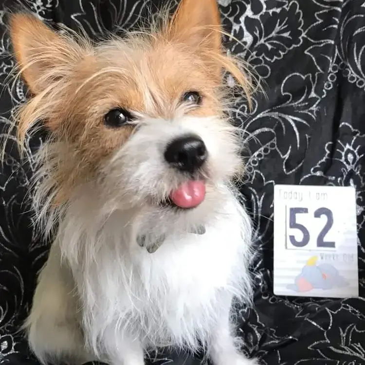 Chihuahua (Long Coat)