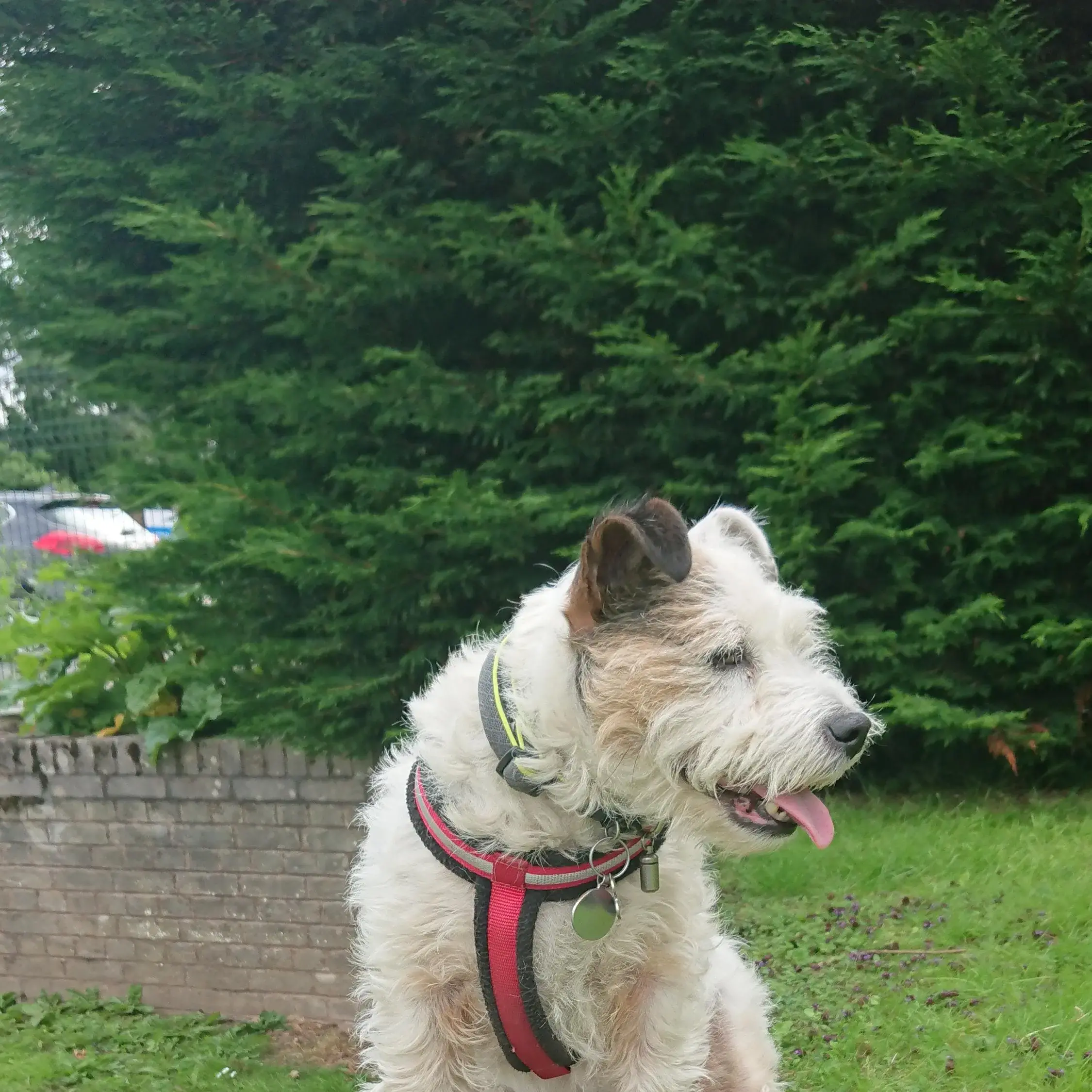 Parson Russell Terrier