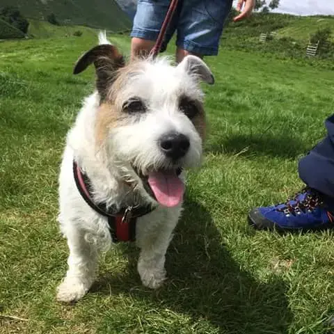 Parson Russell Terrier