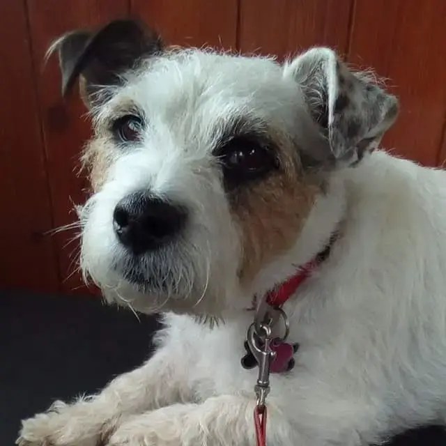 Parson Russell Terrier