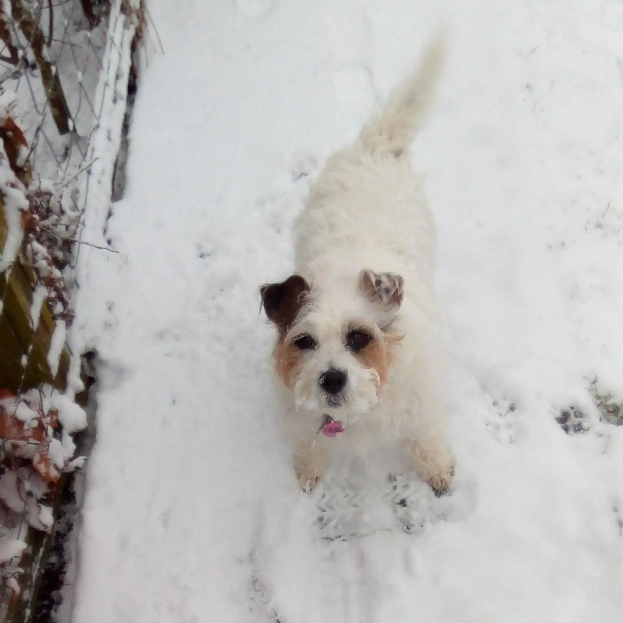Parson Russell Terrier