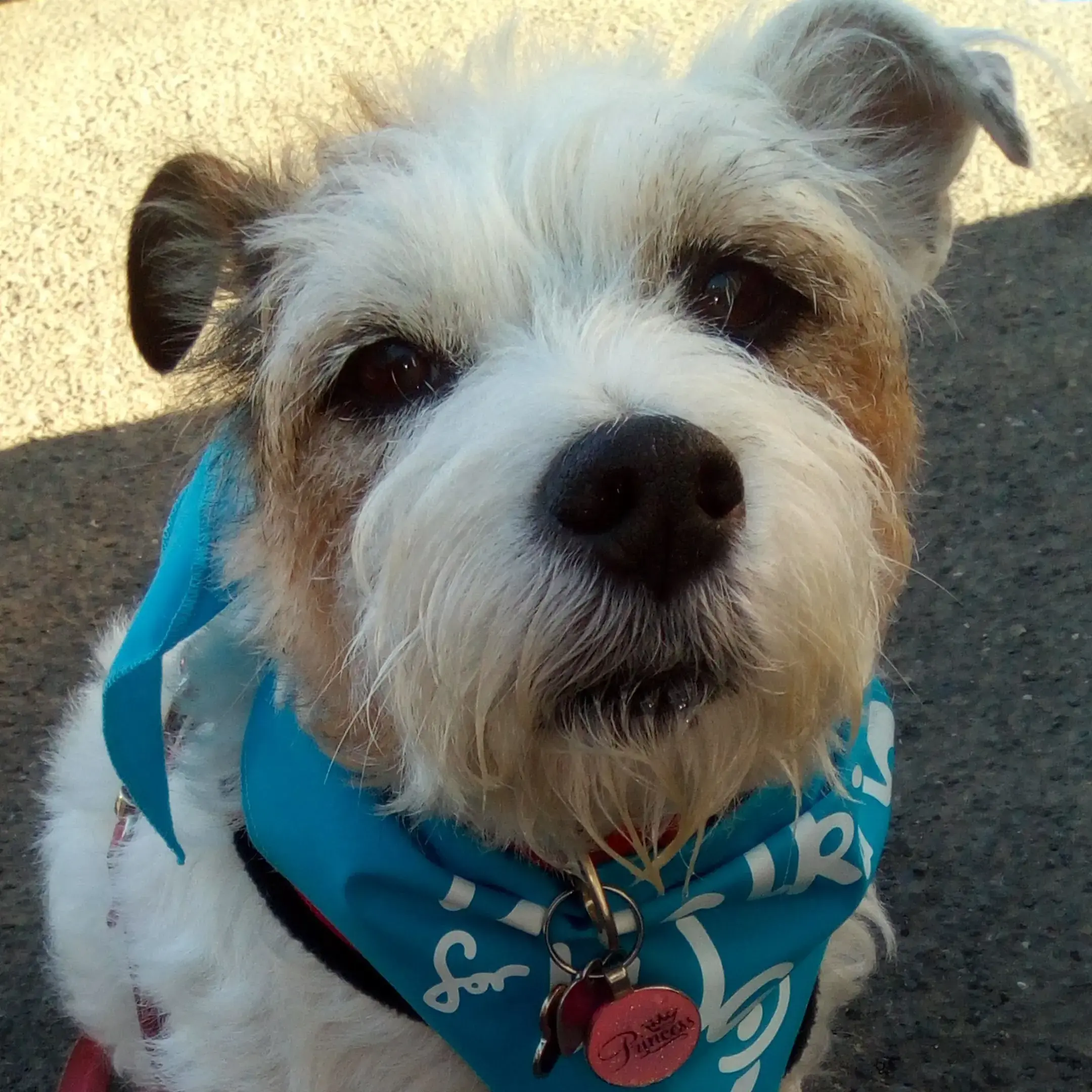 Parson Russell Terrier