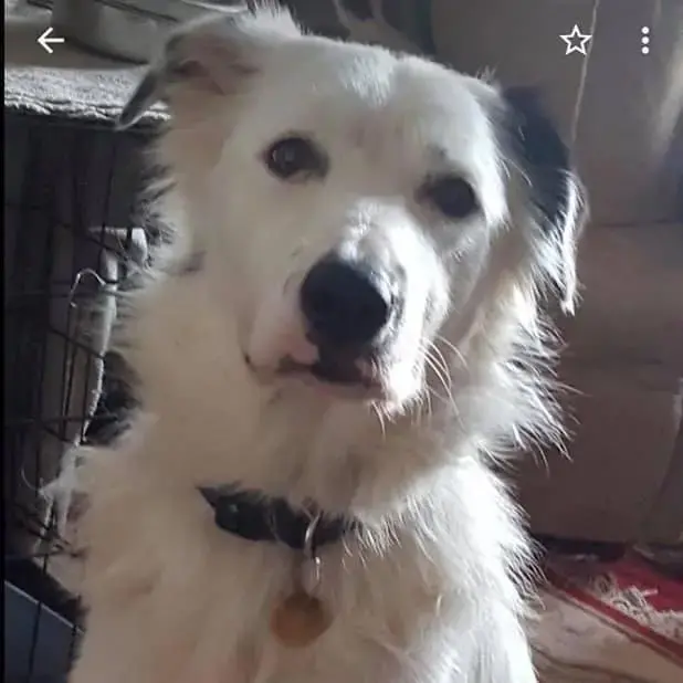 Border Collie