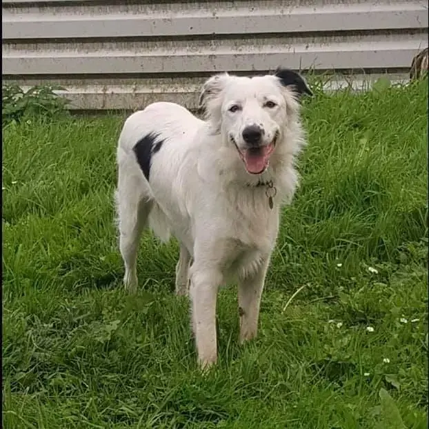 Border Collie