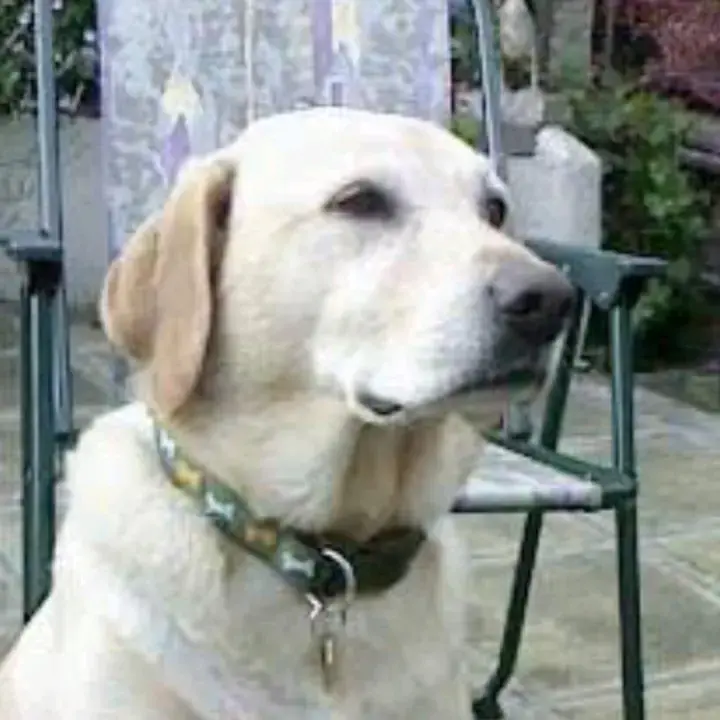 Labrador Retriever