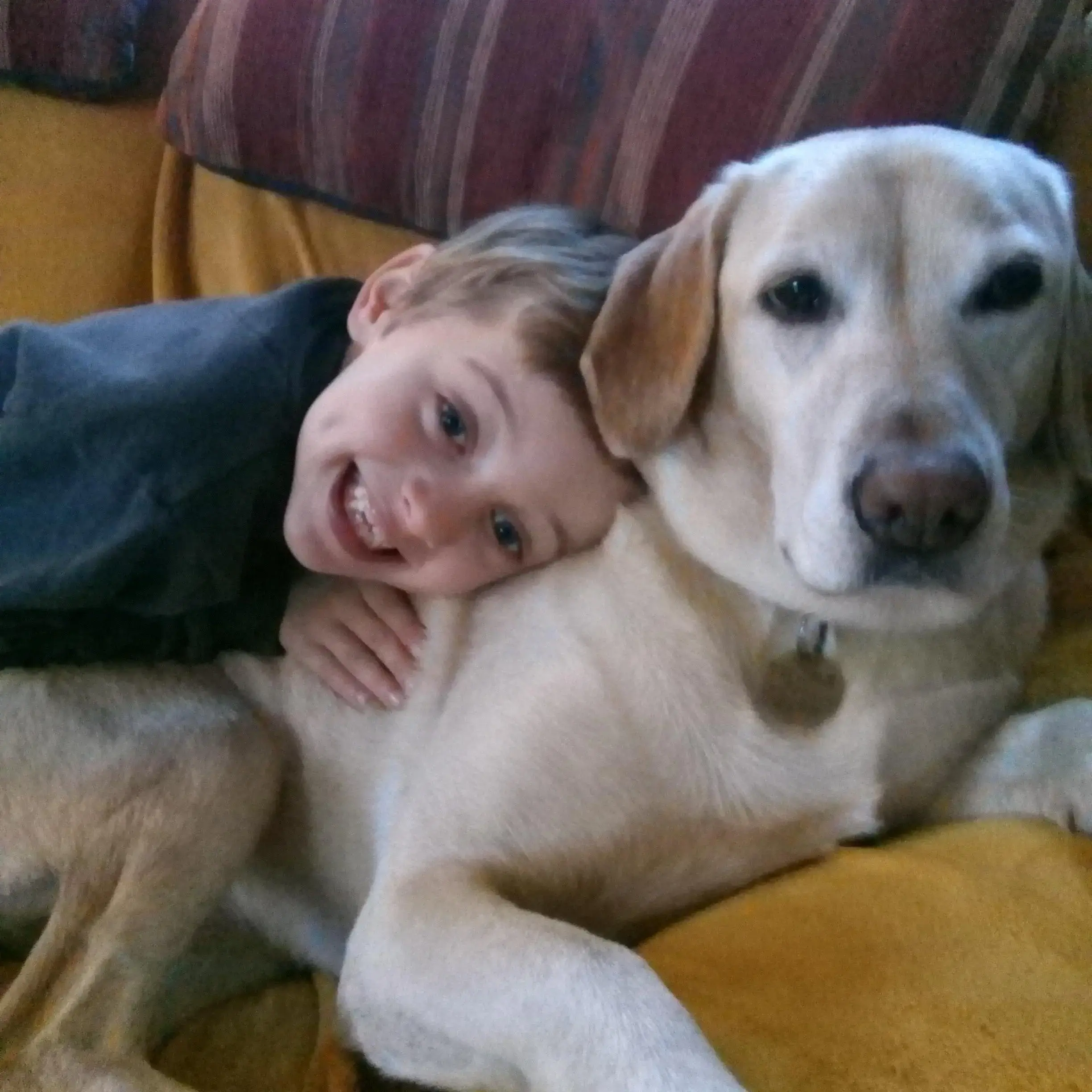 Labrador Retriever