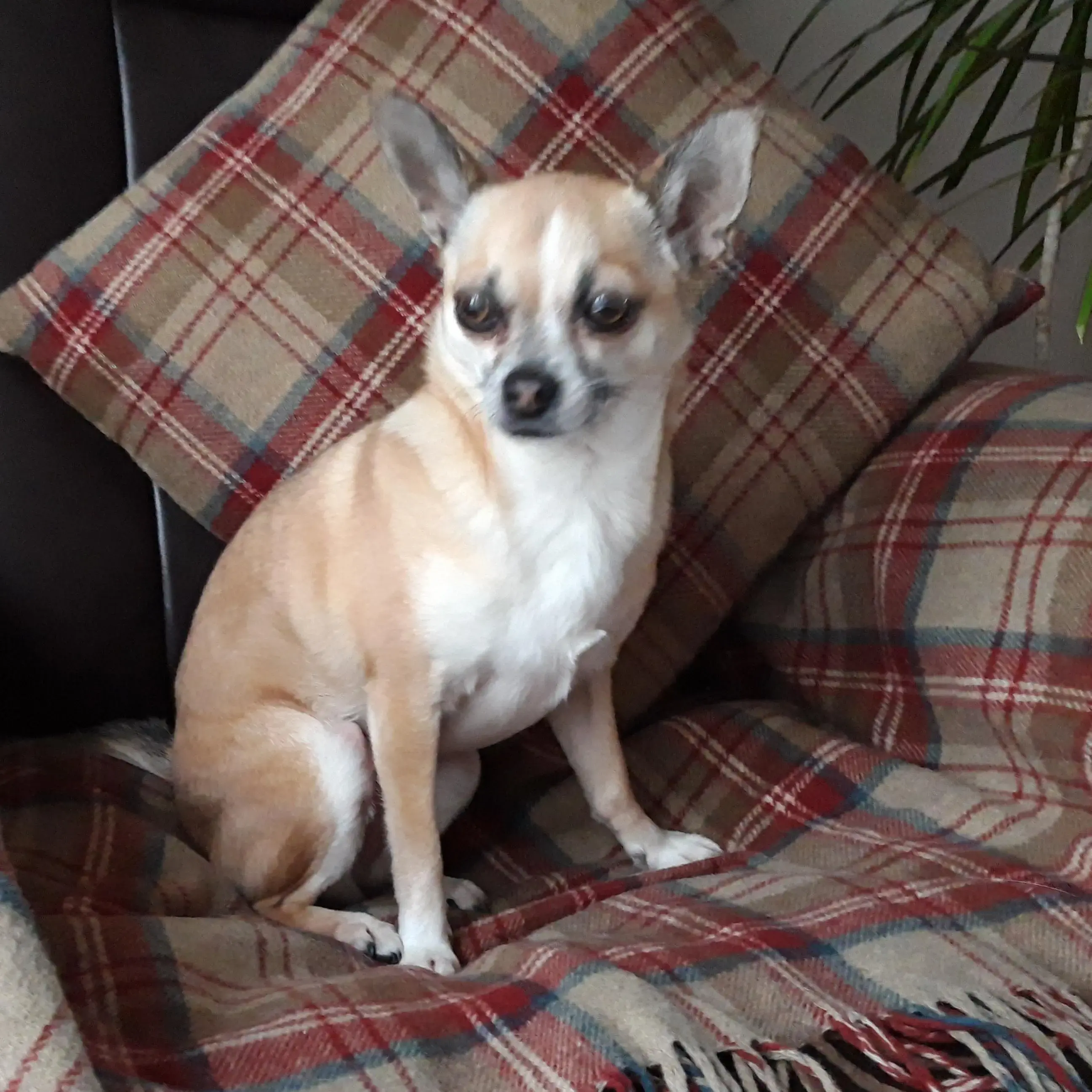 Chihuahua (Smooth Coat)