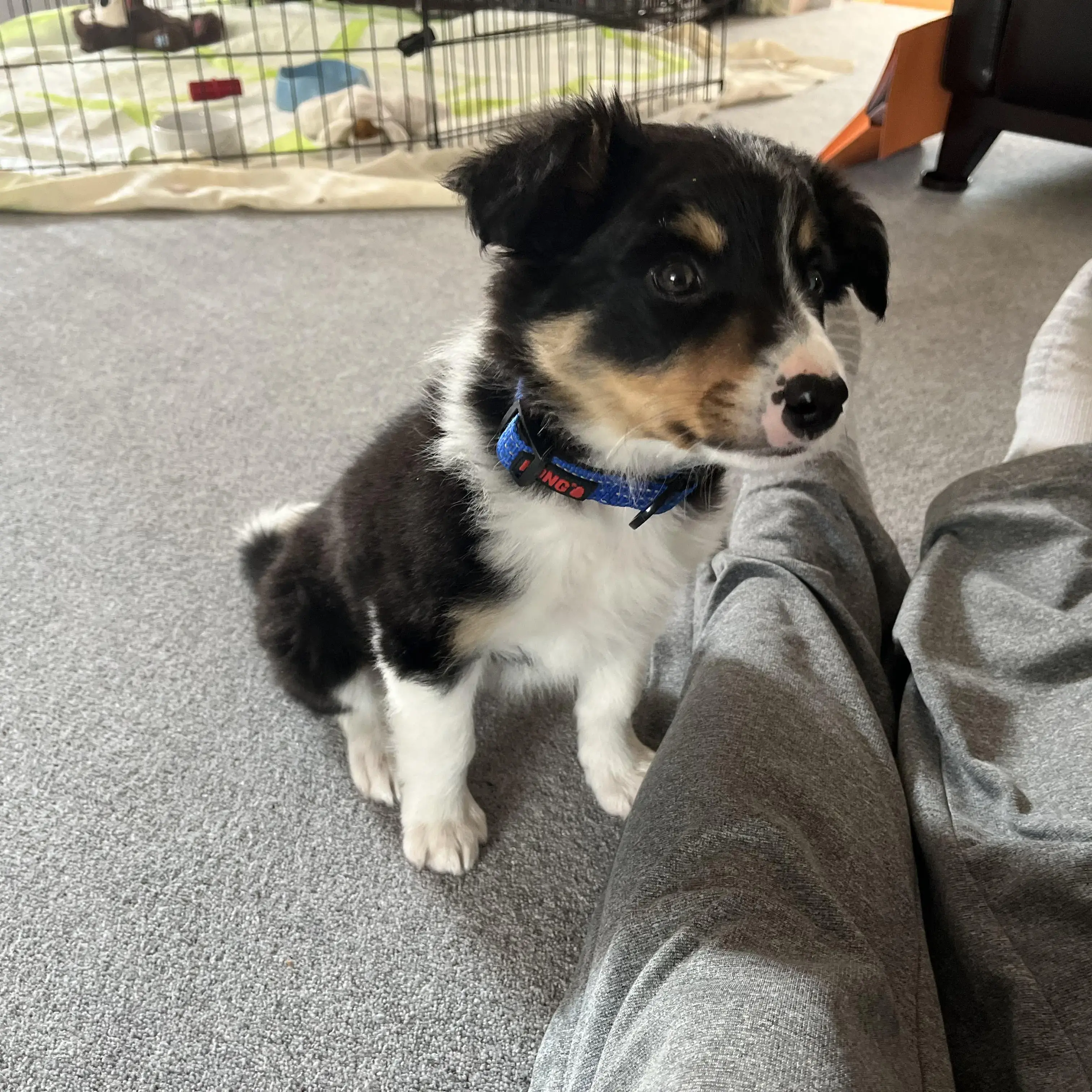 Border Collie