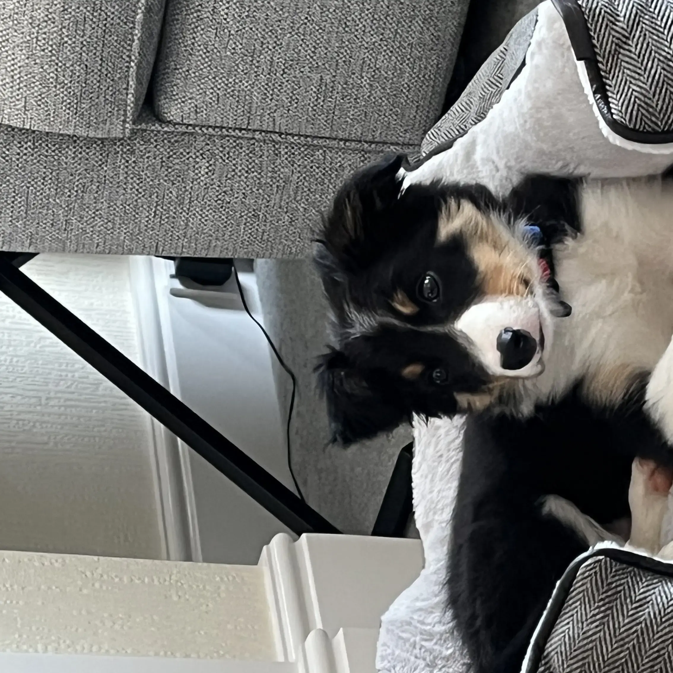 Border Collie