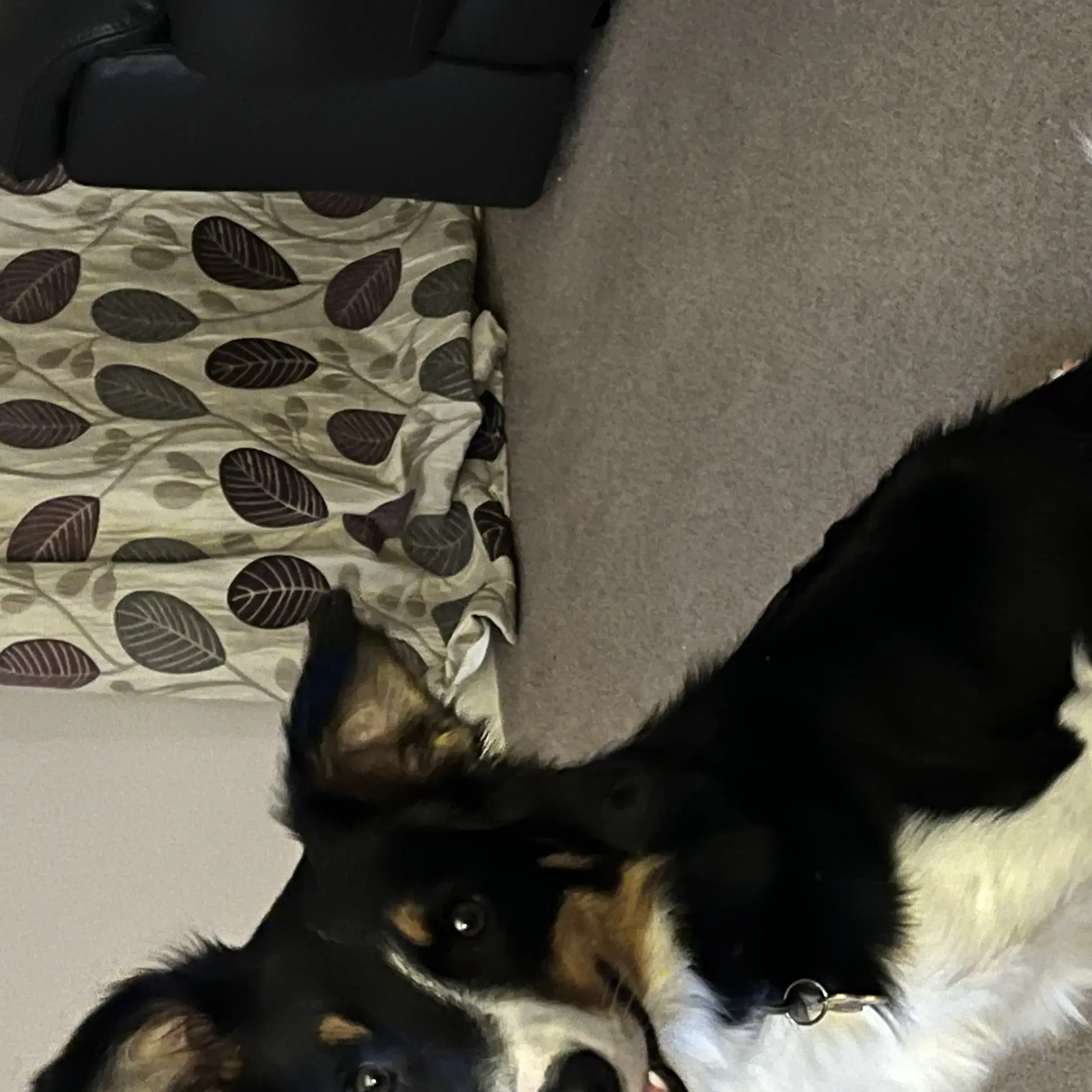 Border Collie