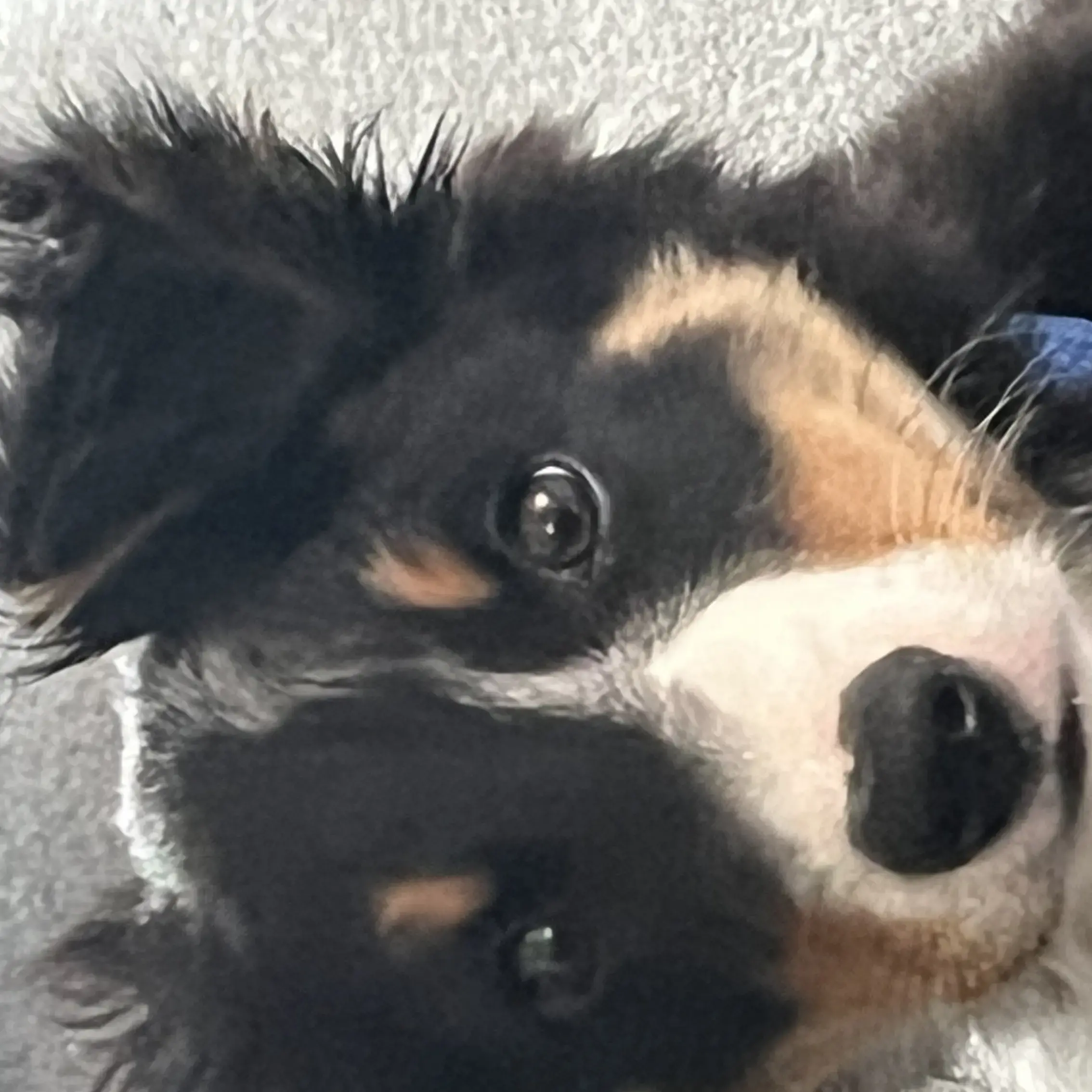 Border Collie