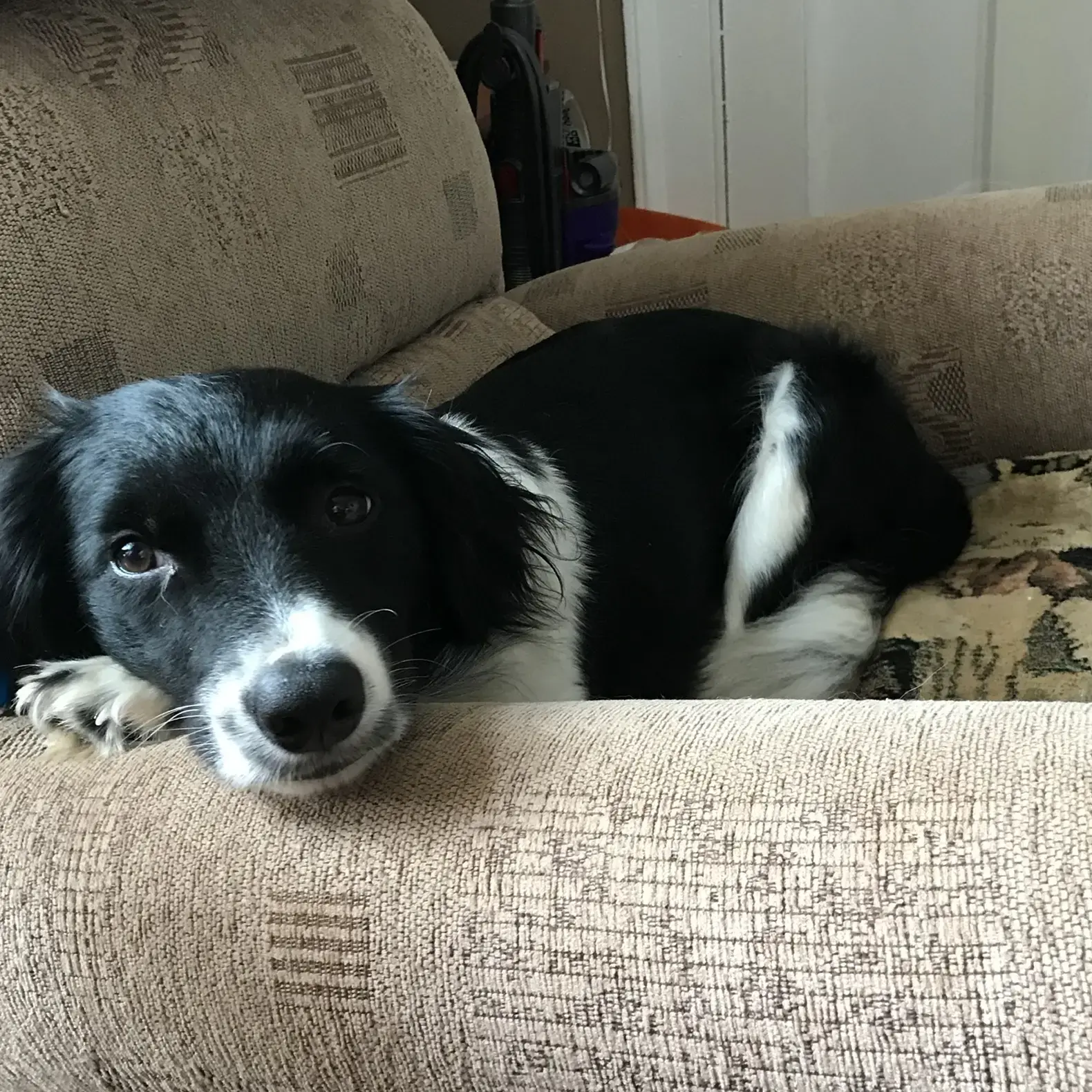 Border Collie