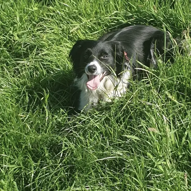 Border Collie
