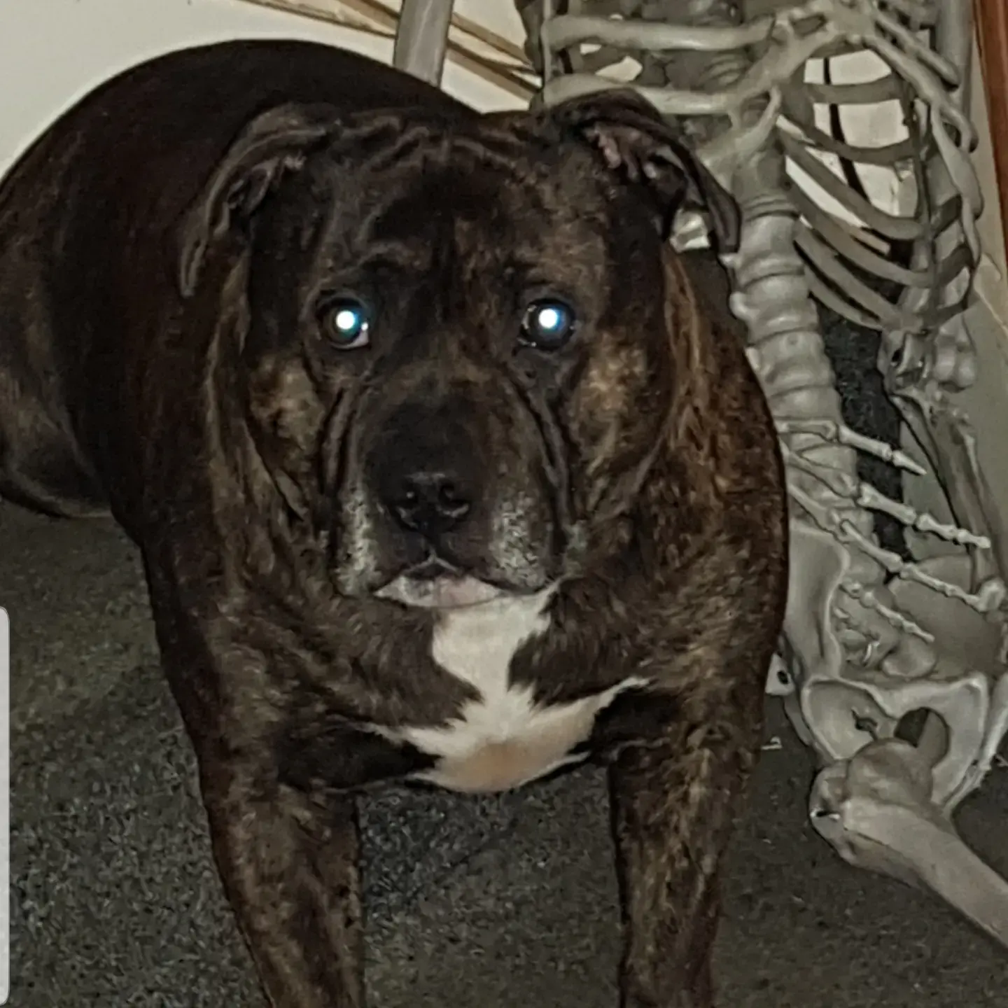 Staffordshire Bull Terrier