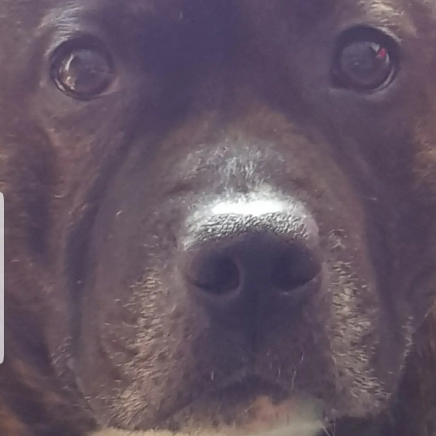 Staffordshire Bull Terrier