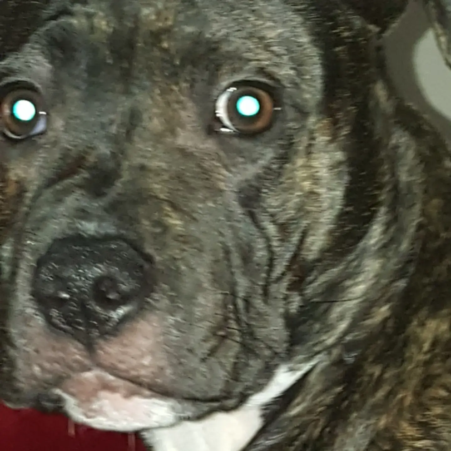 Staffordshire Bull Terrier