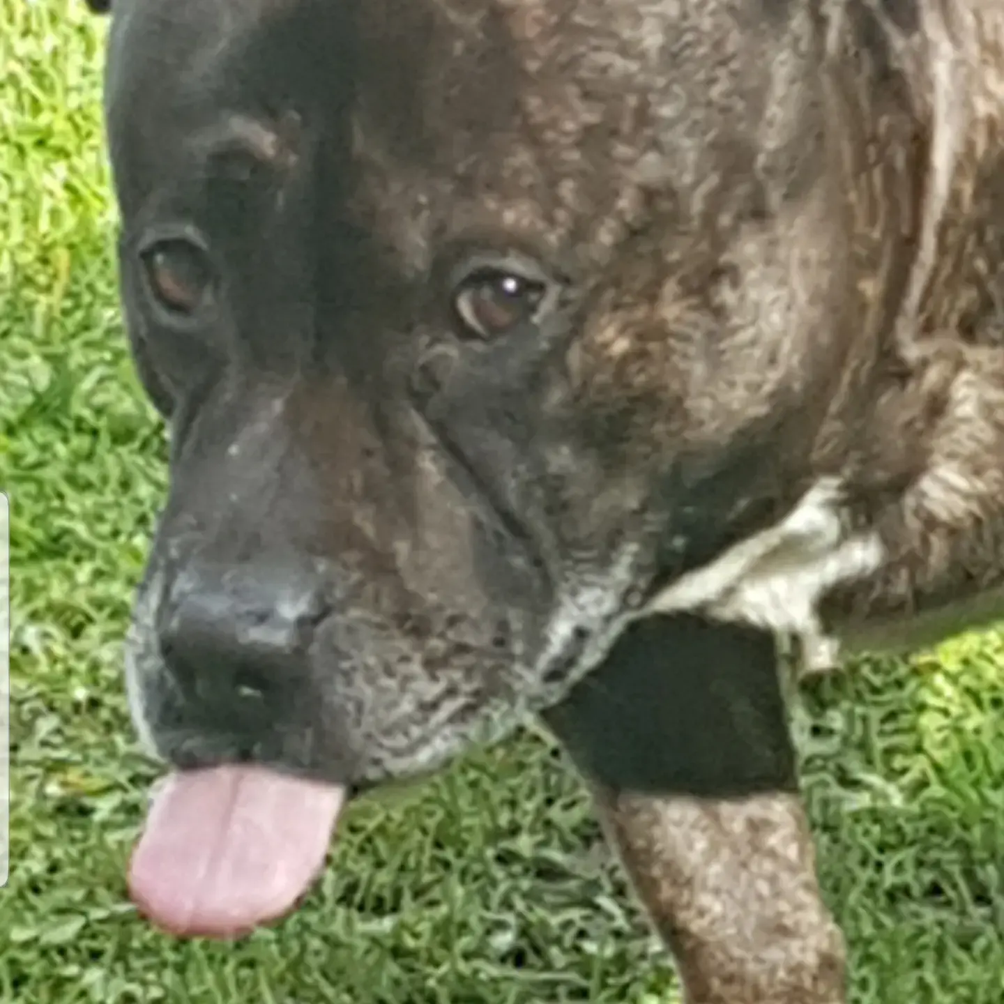Staffordshire Bull Terrier