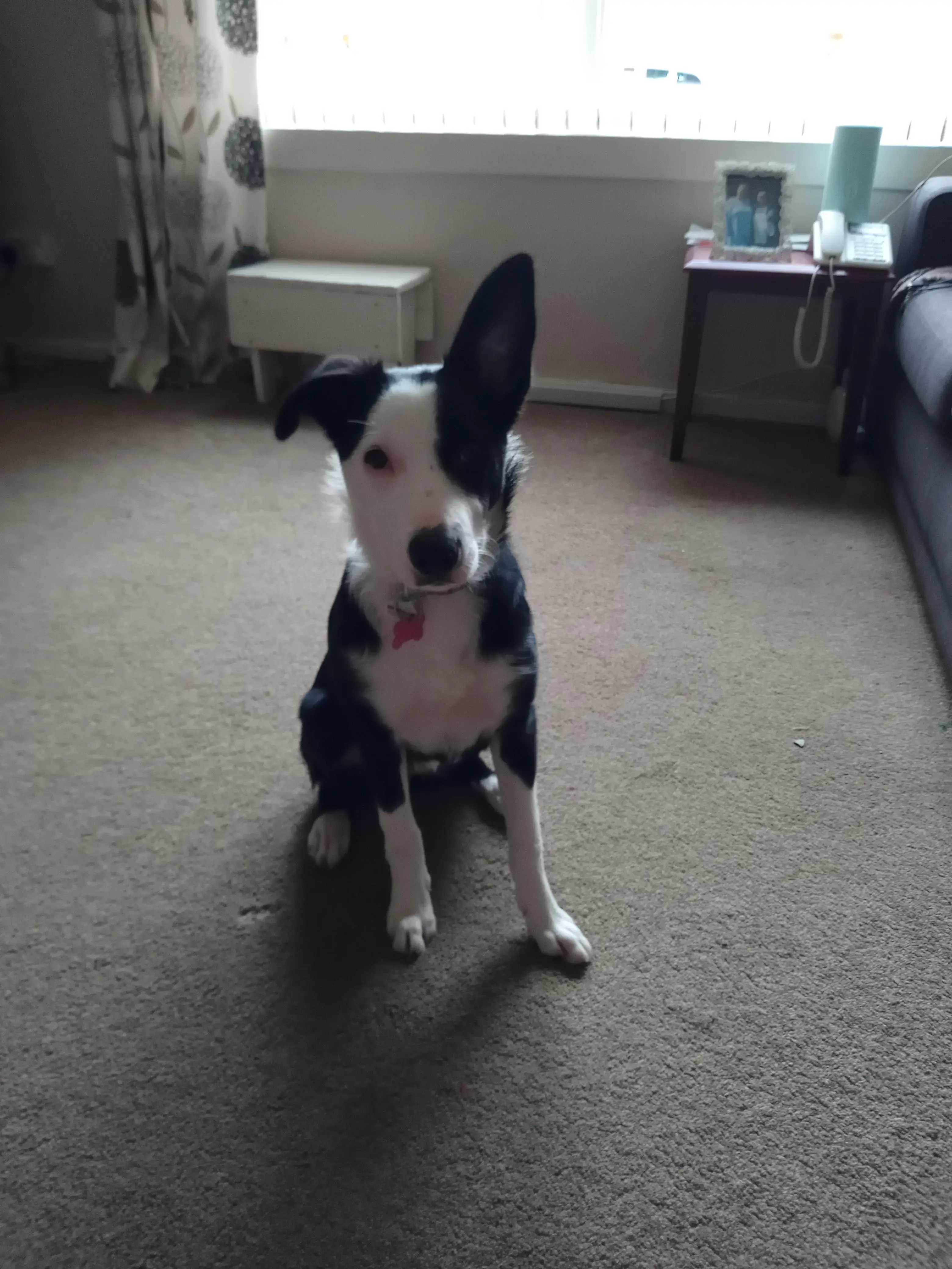 Border Collie