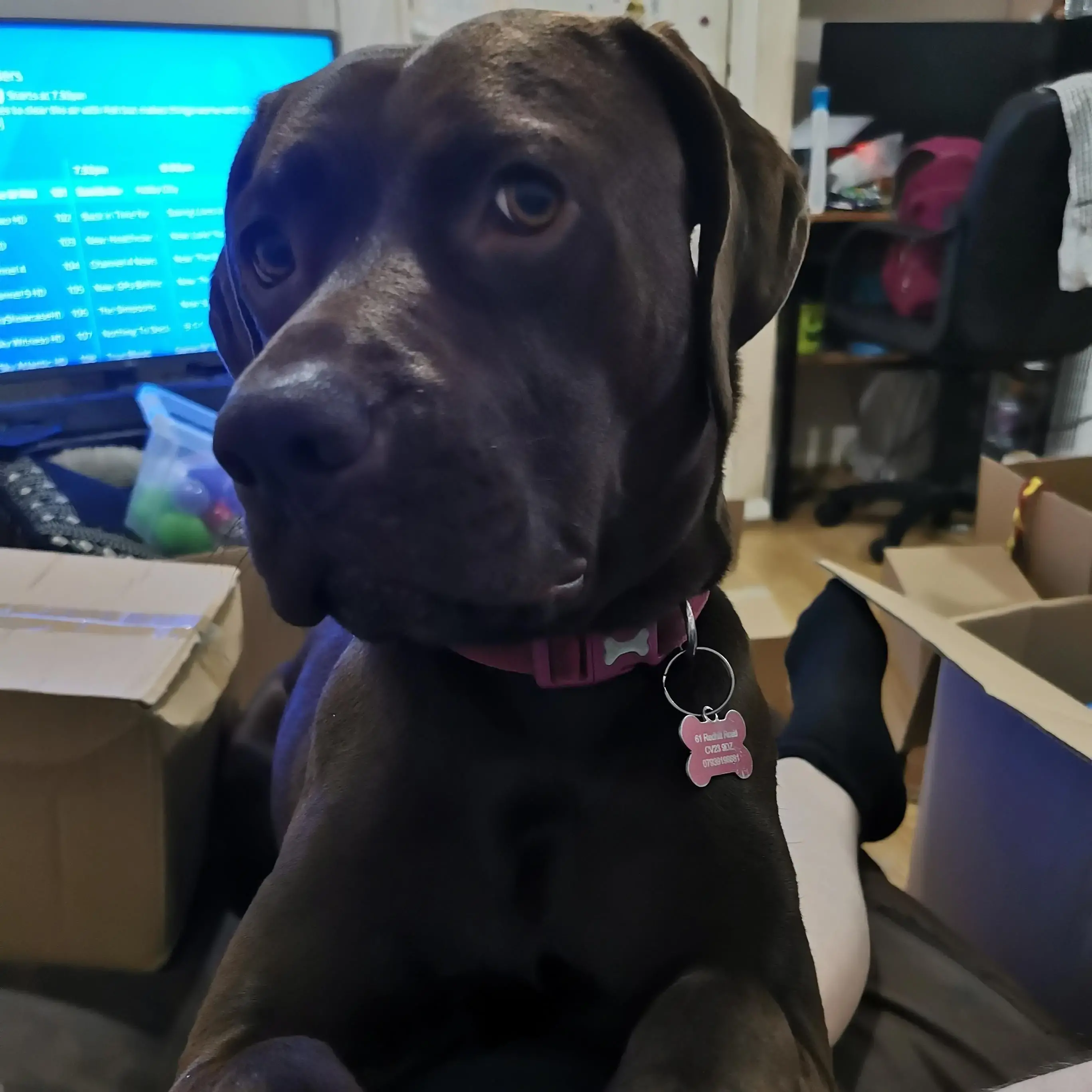 Labrador Retriever