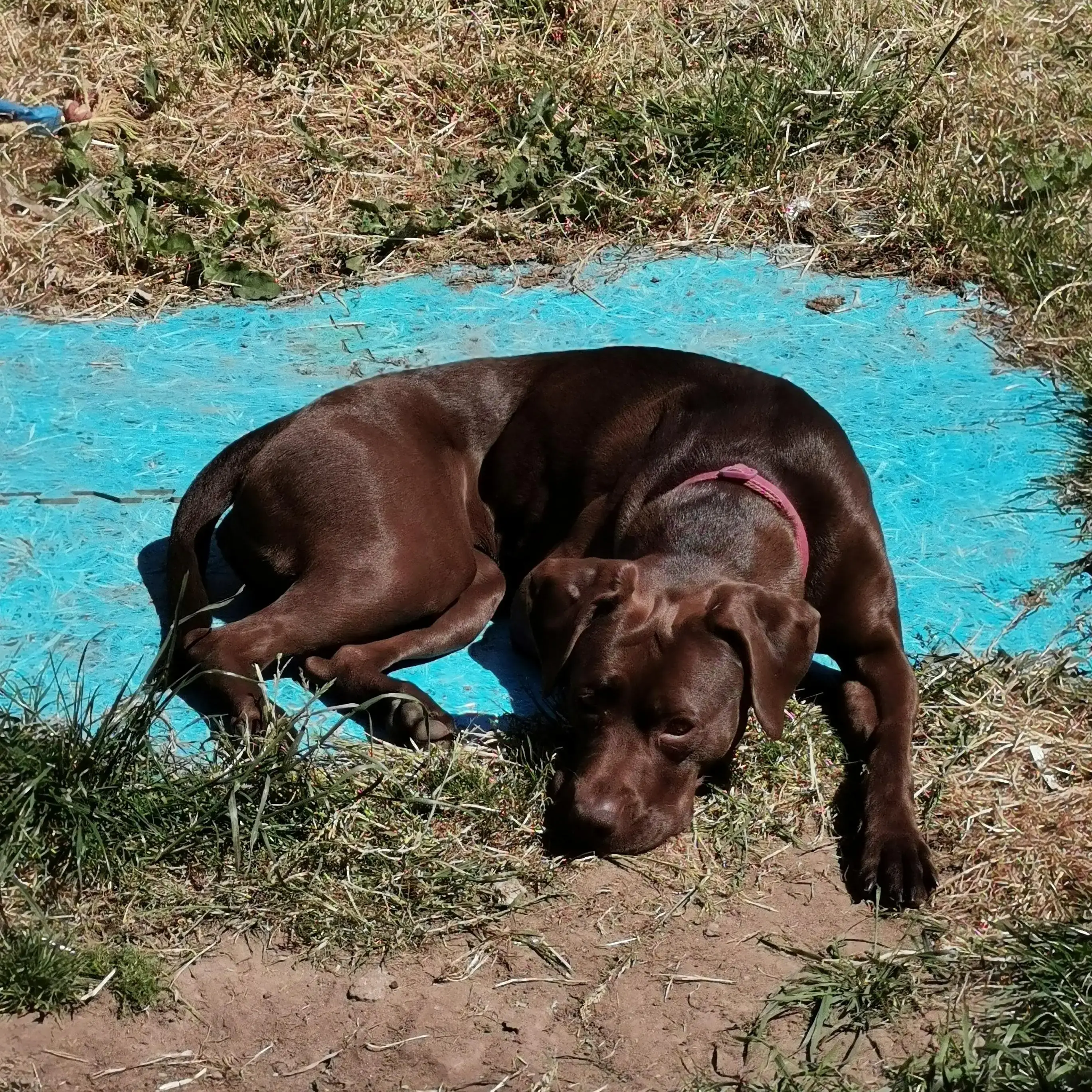 Labrador Retriever