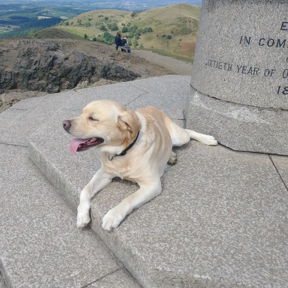 Labrador Retriever