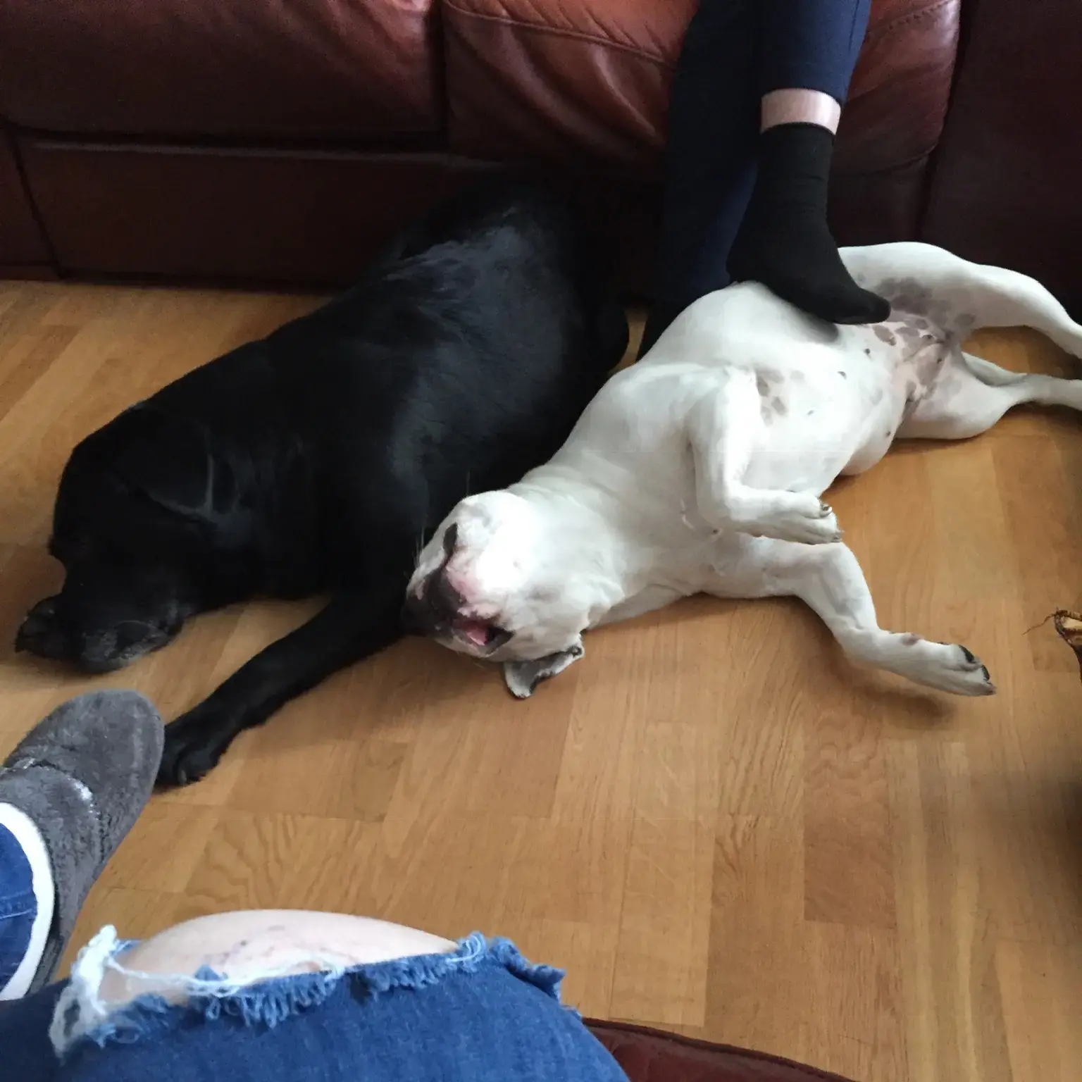 Labrador Retriever