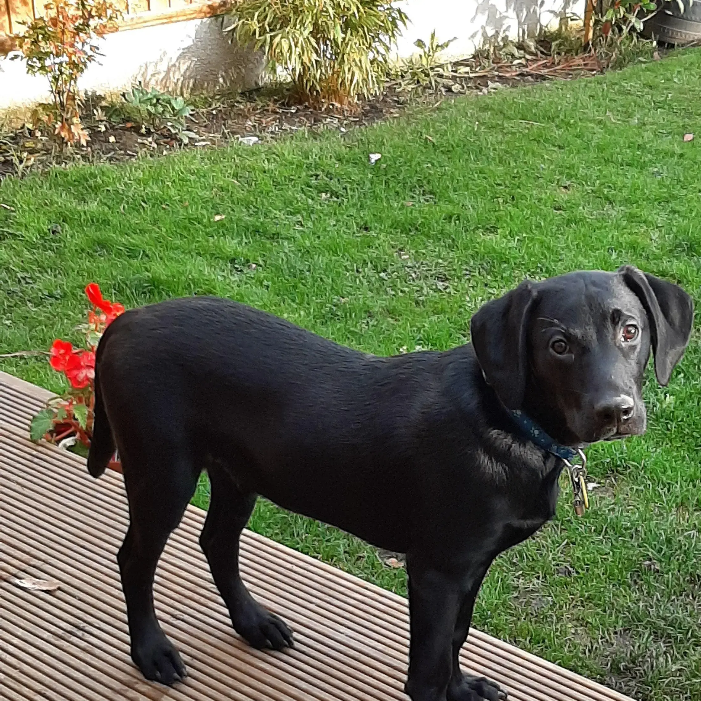 Labrador Retriever