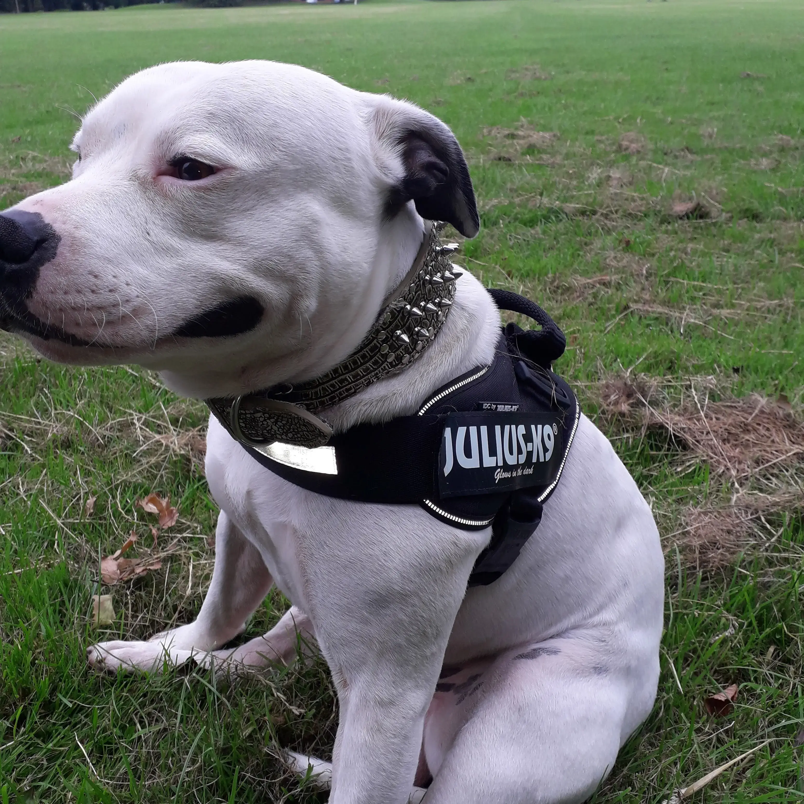 Staffordshire Bull Terrier