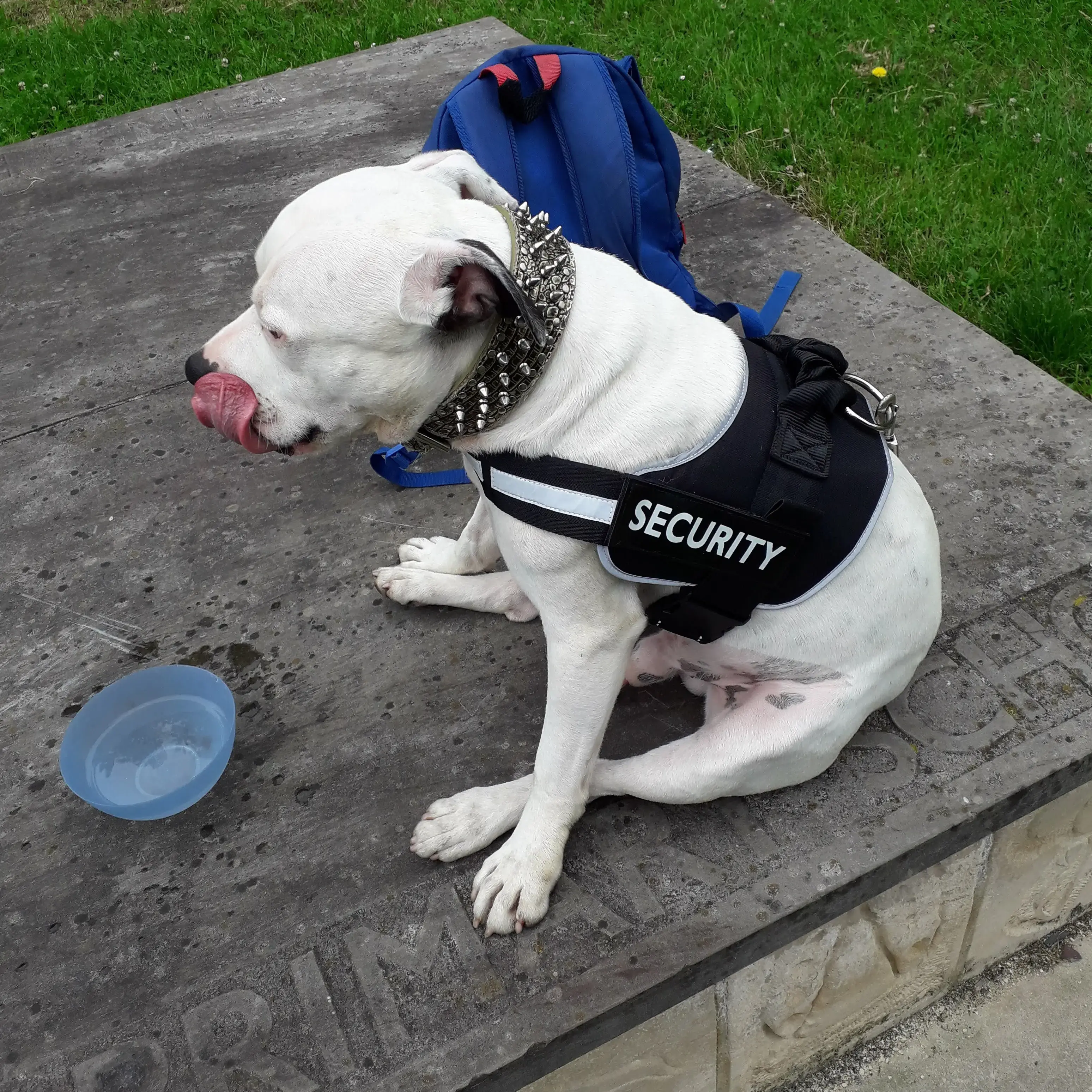 Staffordshire Bull Terrier