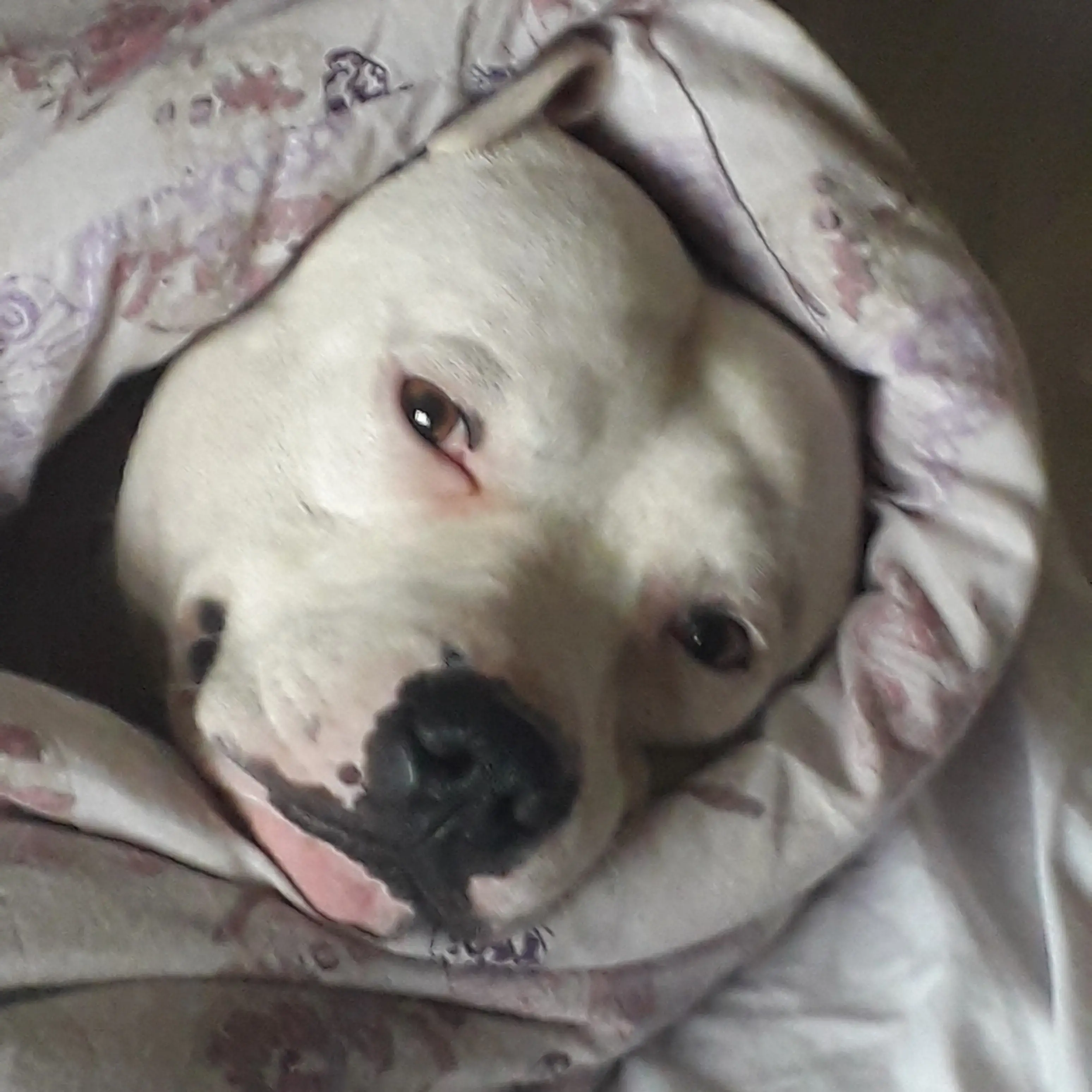 Staffordshire Bull Terrier