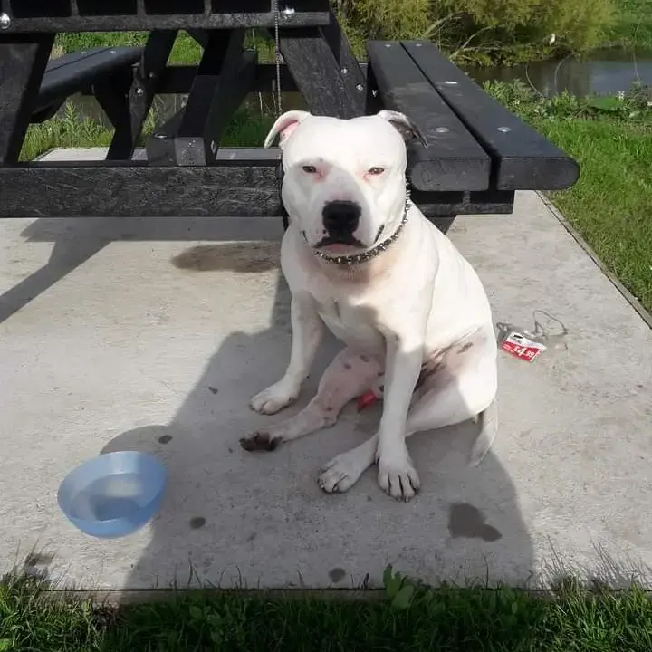 Staffordshire Bull Terrier