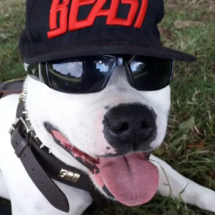 Staffordshire Bull Terrier